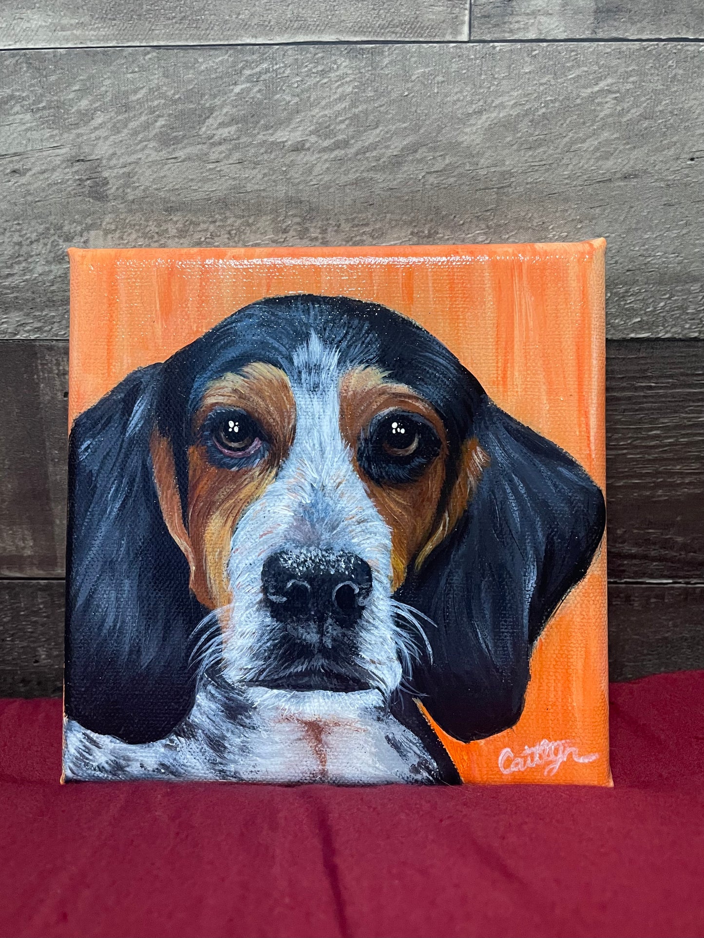 Pet Portraits